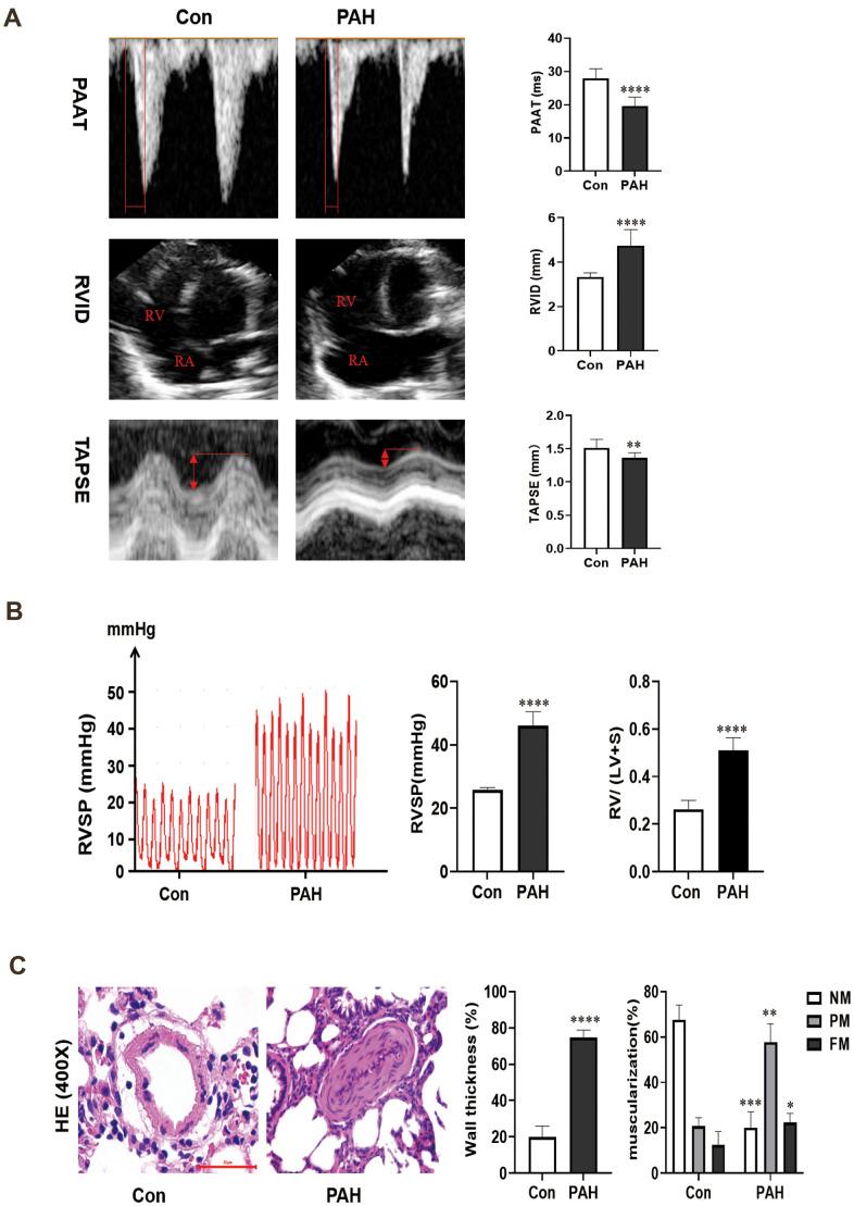 https://cdn.ncbi.nlm.nih.gov/pmc/blobs/d425/8351682/87ab5a14650e/aging-13-203230-g001.jpg