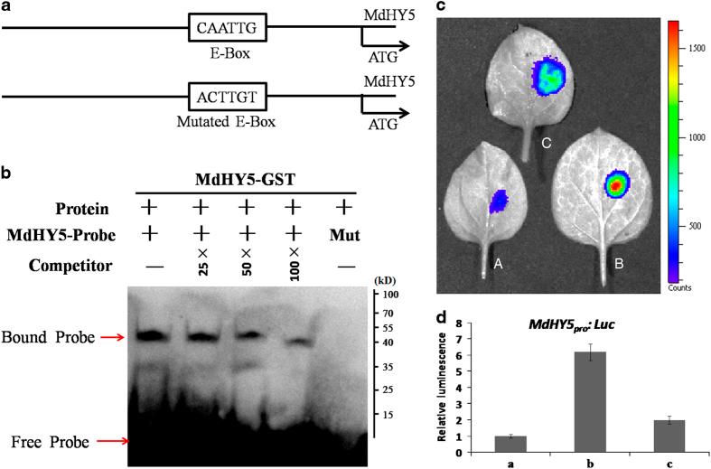 https://cdn.ncbi.nlm.nih.gov/pmc/blobs/d427/5461414/feffcfaa1757/hortres201723-f3.jpg