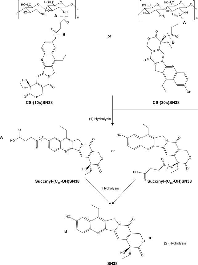 https://cdn.ncbi.nlm.nih.gov/pmc/blobs/d428/4376263/9b4426ab0d5c/ijn-10-2295Fig8.jpg