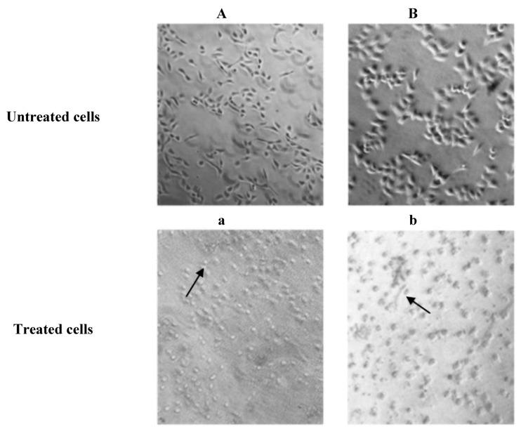 https://cdn.ncbi.nlm.nih.gov/pmc/blobs/d42a/6268826/d43366395a5d/molecules-17-10816-g005.jpg