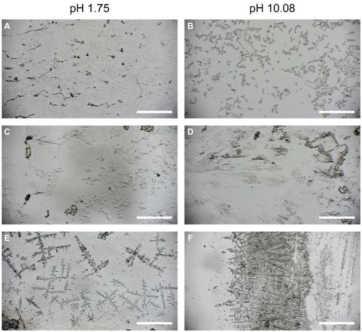 https://cdn.ncbi.nlm.nih.gov/pmc/blobs/d42f/10925790/a88d2aacced3/fmicb-15-1331120-g005.jpg