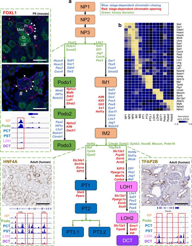 https://cdn.ncbi.nlm.nih.gov/pmc/blobs/d42f/8050063/38f404a985c6/41467_2021_22266_Fig4_HTML.jpg