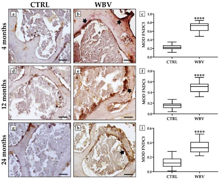 https://cdn.ncbi.nlm.nih.gov/pmc/blobs/d434/11755639/7d683689a06e/jfmk-10-00026-g003.jpg