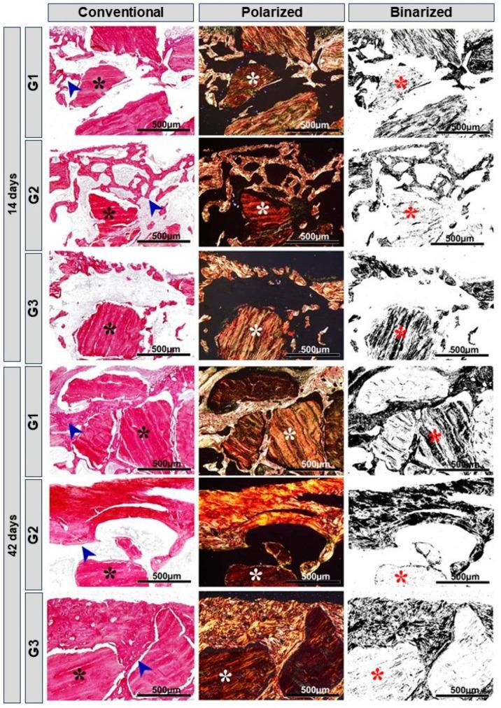 https://cdn.ncbi.nlm.nih.gov/pmc/blobs/d439/10813421/2ad05a4ef16a/bioengineering-11-00078-g005.jpg