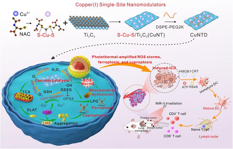 https://cdn.ncbi.nlm.nih.gov/pmc/blobs/d43a/12199402/bec305b690d1/EXP2-5-20240275-g004.jpg