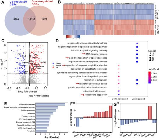 https://cdn.ncbi.nlm.nih.gov/pmc/blobs/d43a/12199402/f806043f9fda/EXP2-5-20240275-g006.jpg