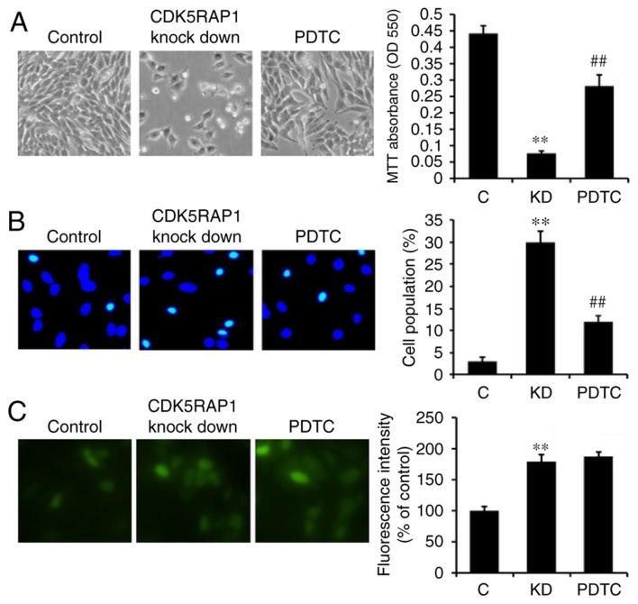 https://cdn.ncbi.nlm.nih.gov/pmc/blobs/d43a/5840756/7779e80126c9/ol-15-04-4767-g04.jpg