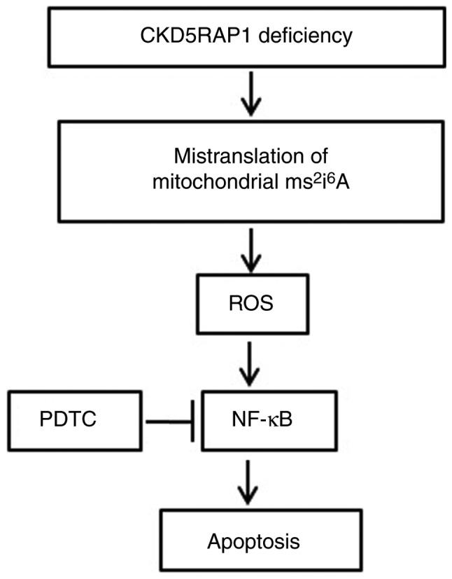 https://cdn.ncbi.nlm.nih.gov/pmc/blobs/d43a/5840756/a5878568e74e/ol-15-04-4767-g05.jpg
