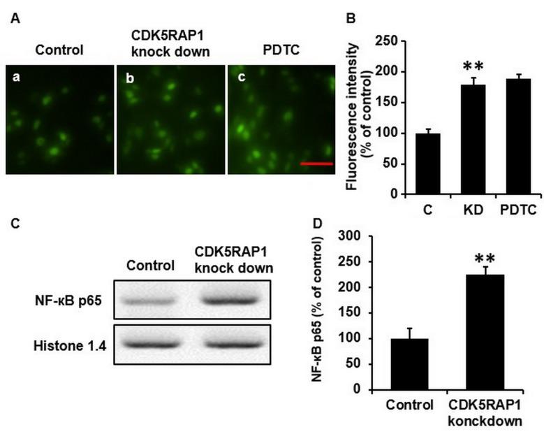 https://cdn.ncbi.nlm.nih.gov/pmc/blobs/d43a/5840756/f9000e99d485/ol-15-04-4767-g03.jpg