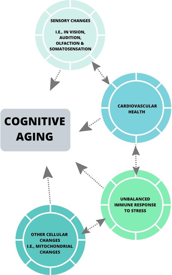 https://cdn.ncbi.nlm.nih.gov/pmc/blobs/d43a/7236912/97d32ec270aa/fnagi-12-00114-g0002.jpg