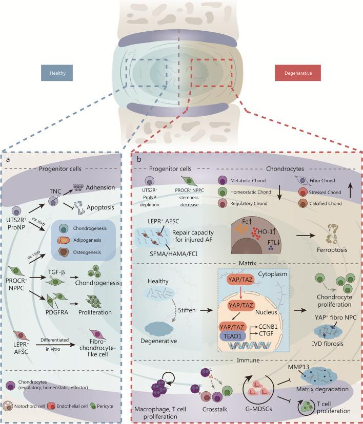 https://cdn.ncbi.nlm.nih.gov/pmc/blobs/d43c/11138034/1c56d62d6d67/40779_2024_538_Fig4_HTML.jpg
