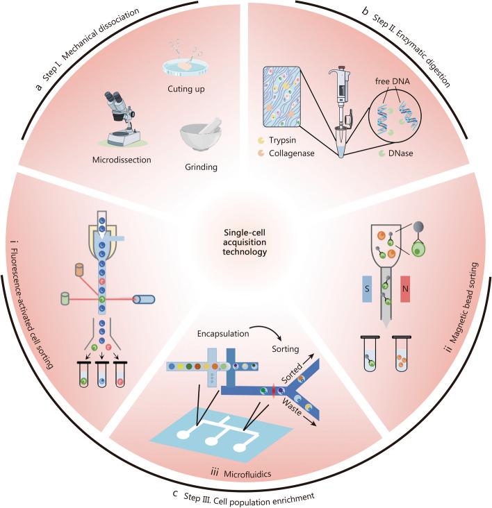 https://cdn.ncbi.nlm.nih.gov/pmc/blobs/d43c/11138034/2d613277c1f0/40779_2024_538_Fig2_HTML.jpg