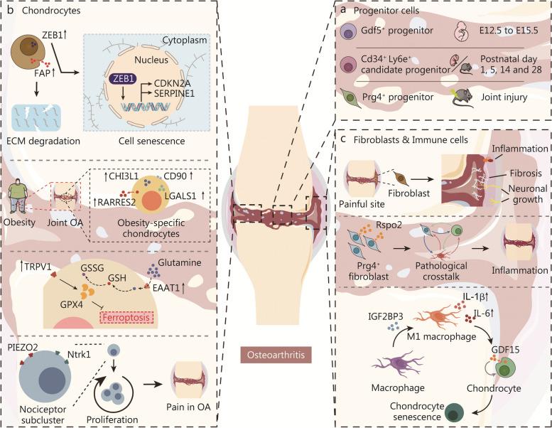 https://cdn.ncbi.nlm.nih.gov/pmc/blobs/d43c/11138034/61ae9cd3b5a6/40779_2024_538_Fig5_HTML.jpg