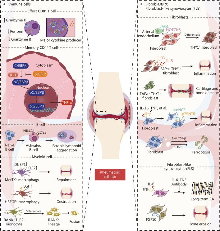 https://cdn.ncbi.nlm.nih.gov/pmc/blobs/d43c/11138034/bd8a3d5465ae/40779_2024_538_Fig6_HTML.jpg