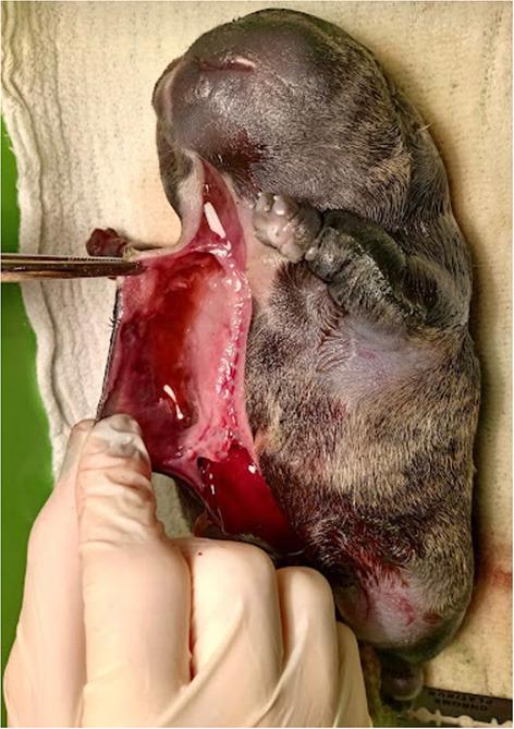 https://cdn.ncbi.nlm.nih.gov/pmc/blobs/d43c/9577459/c476da67b5e2/fvets-09-981923-g0002.jpg