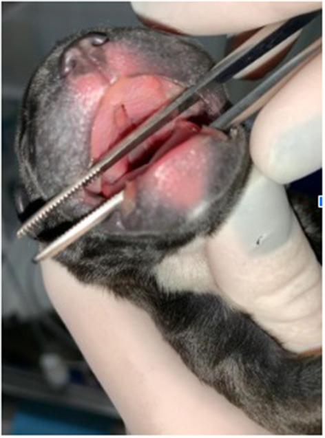 https://cdn.ncbi.nlm.nih.gov/pmc/blobs/d43c/9577459/dff9deaf2c64/fvets-09-981923-g0001.jpg