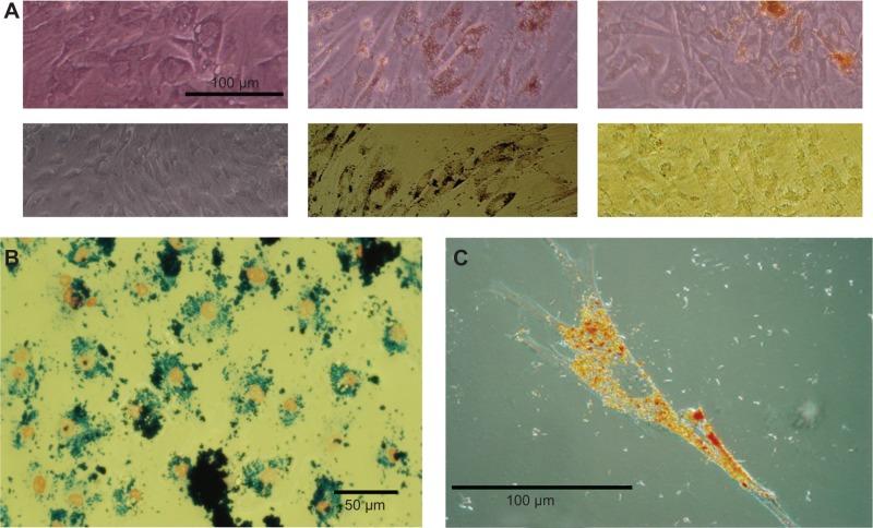 https://cdn.ncbi.nlm.nih.gov/pmc/blobs/d441/4245086/9126427eebb1/ijn-9-5355Fig4.jpg
