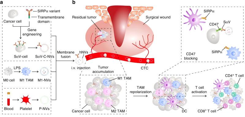 https://cdn.ncbi.nlm.nih.gov/pmc/blobs/d442/11721825/db4554a21dd1/IJN-20-181-g0006.jpg