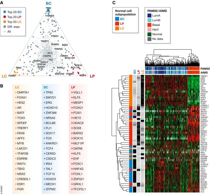 https://cdn.ncbi.nlm.nih.gov/pmc/blobs/d442/6627240/5cead9b92143/EMBJ-38-e100330-g004.jpg