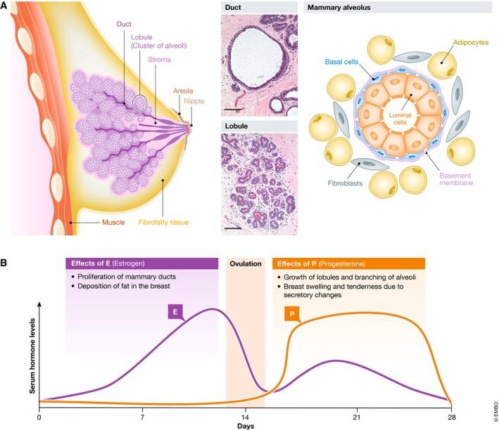 https://cdn.ncbi.nlm.nih.gov/pmc/blobs/d442/6627240/8b9729cfb7a5/EMBJ-38-e100330-g001.jpg