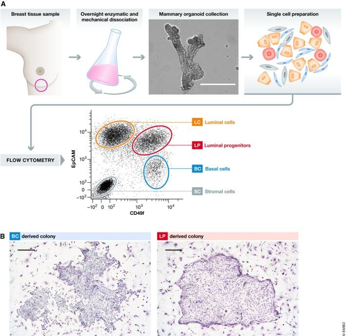 https://cdn.ncbi.nlm.nih.gov/pmc/blobs/d442/6627240/bdf6f597ff10/EMBJ-38-e100330-g002.jpg