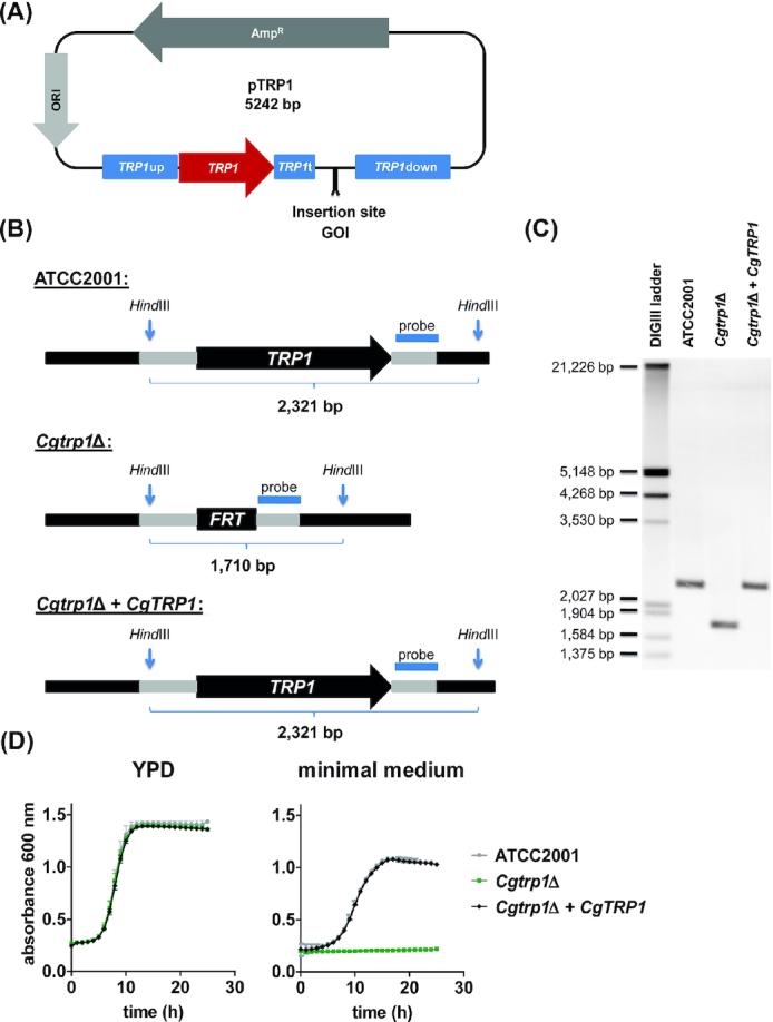 https://cdn.ncbi.nlm.nih.gov/pmc/blobs/d44f/7787354/d4cc2c6ccd0b/foaa066fig1.jpg