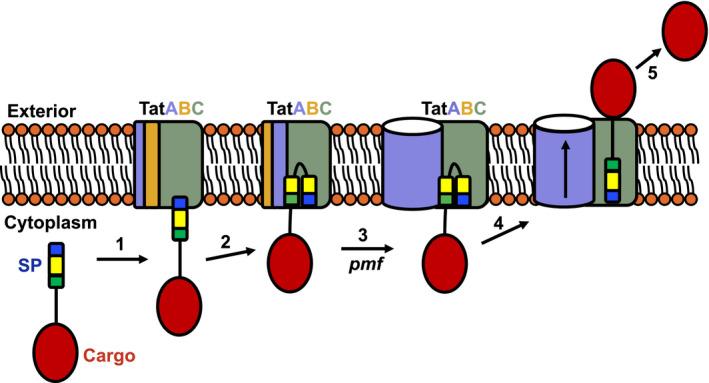 https://cdn.ncbi.nlm.nih.gov/pmc/blobs/d450/7317946/0798eea1dd43/MMI-113-861-g004.jpg