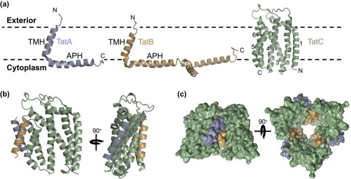 https://cdn.ncbi.nlm.nih.gov/pmc/blobs/d450/7317946/fc0e7e94662b/MMI-113-861-g003.jpg