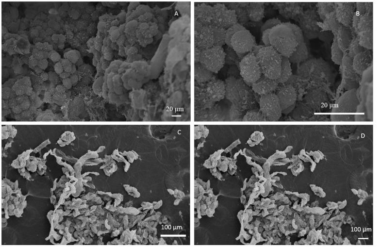 https://cdn.ncbi.nlm.nih.gov/pmc/blobs/d452/5566963/86cfe8c386d5/fpls-08-01460-g001.jpg