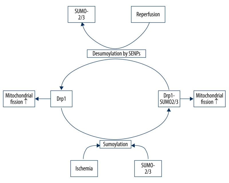 https://cdn.ncbi.nlm.nih.gov/pmc/blobs/d453/7654336/88ffc30a1b42/medscimonit-26-e928651-g002.jpg