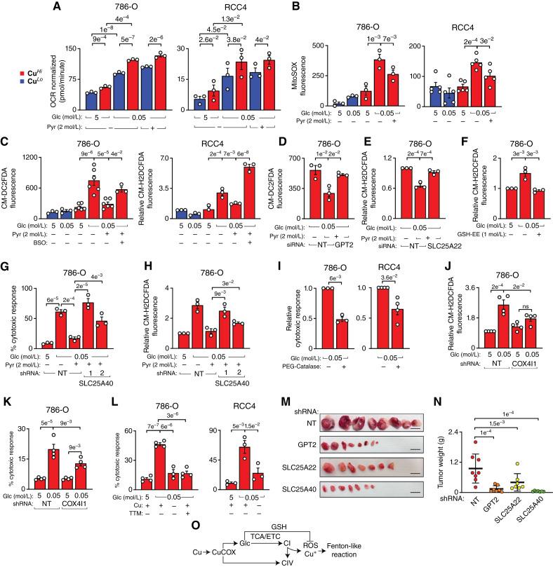 https://cdn.ncbi.nlm.nih.gov/pmc/blobs/d454/11803400/e2b93f3d3a03/cd-24-0187fig5.jpg