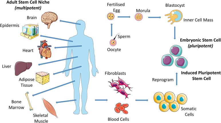 https://cdn.ncbi.nlm.nih.gov/pmc/blobs/d455/7767888/01d828f7ef1d/fbioe-08-597661-g001.jpg