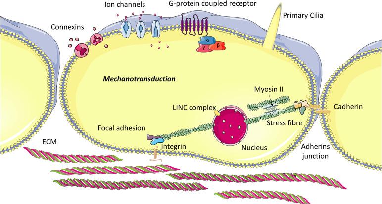 https://cdn.ncbi.nlm.nih.gov/pmc/blobs/d455/7767888/d151d2ce0c1e/fbioe-08-597661-g002.jpg