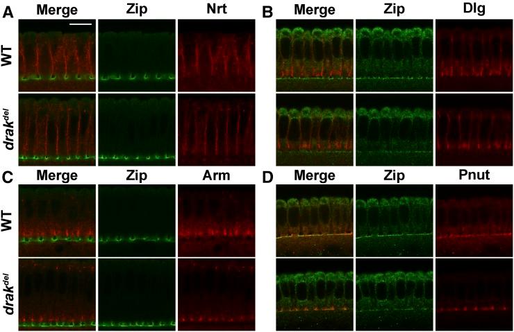 https://cdn.ncbi.nlm.nih.gov/pmc/blobs/d456/4825652/2ba41867bec2/819f6.jpg