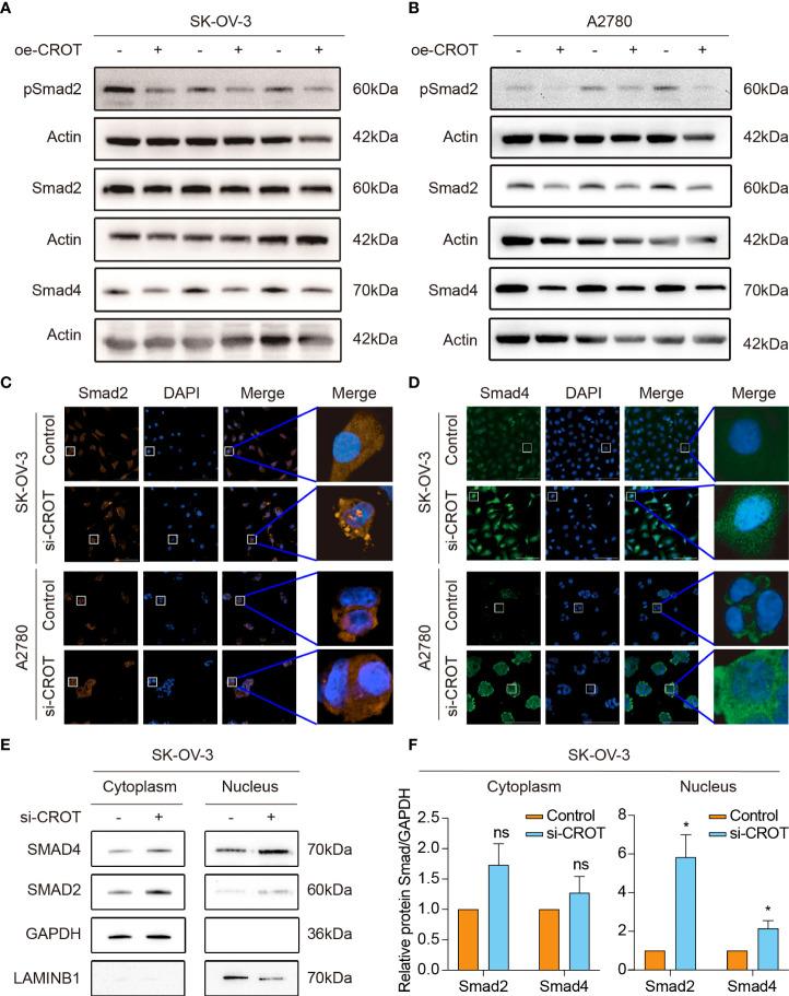 https://cdn.ncbi.nlm.nih.gov/pmc/blobs/d458/9478117/7cbfea753b0a/fendo-13-950345-g007.jpg