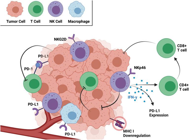 https://cdn.ncbi.nlm.nih.gov/pmc/blobs/d45b/8635198/3a974b8e64b7/fvets-08-771737-g0001.jpg