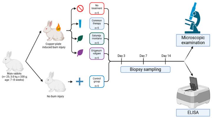 https://cdn.ncbi.nlm.nih.gov/pmc/blobs/d45c/12429431/b00fc5fdfa65/ijms-26-08628-g008.jpg