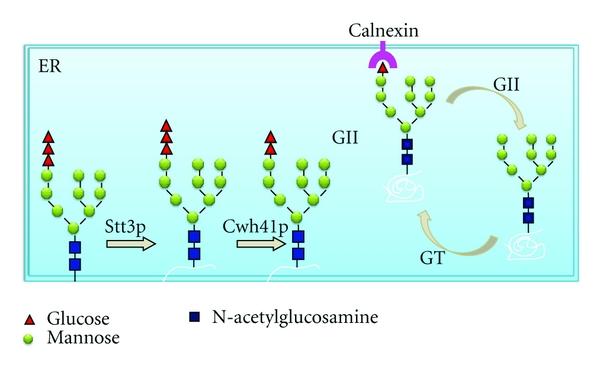 https://cdn.ncbi.nlm.nih.gov/pmc/blobs/d45c/3184424/5c49ede71e62/IJMB2012-654251.002.jpg
