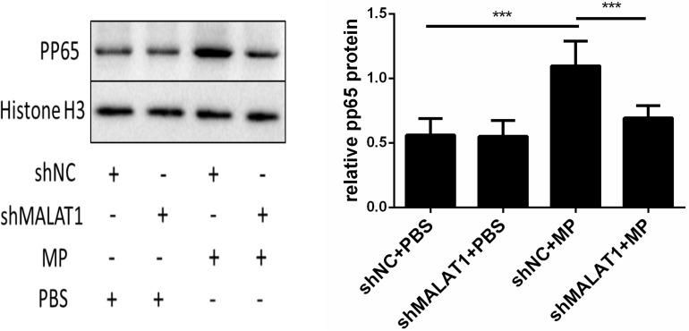 https://cdn.ncbi.nlm.nih.gov/pmc/blobs/d45d/7561720/943bd85ad06b/fcell-08-563693-g007.jpg