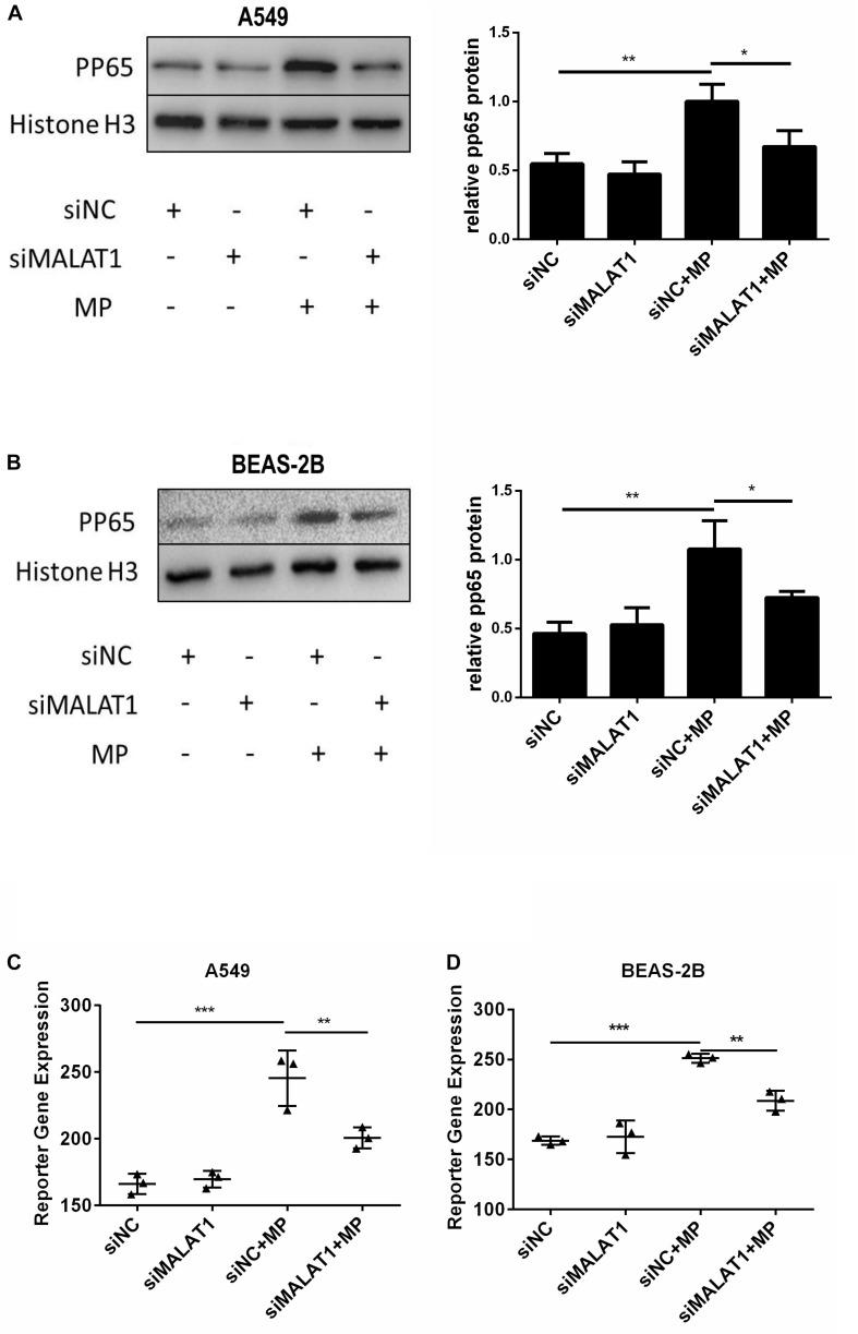 https://cdn.ncbi.nlm.nih.gov/pmc/blobs/d45d/7561720/bbbb7102a5b8/fcell-08-563693-g003.jpg