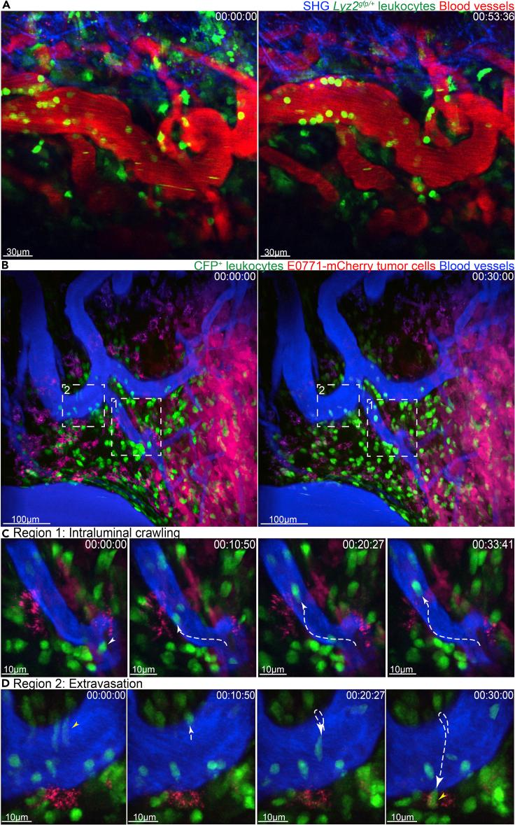 https://cdn.ncbi.nlm.nih.gov/pmc/blobs/d45e/8379651/076818a9842f/gr7.jpg