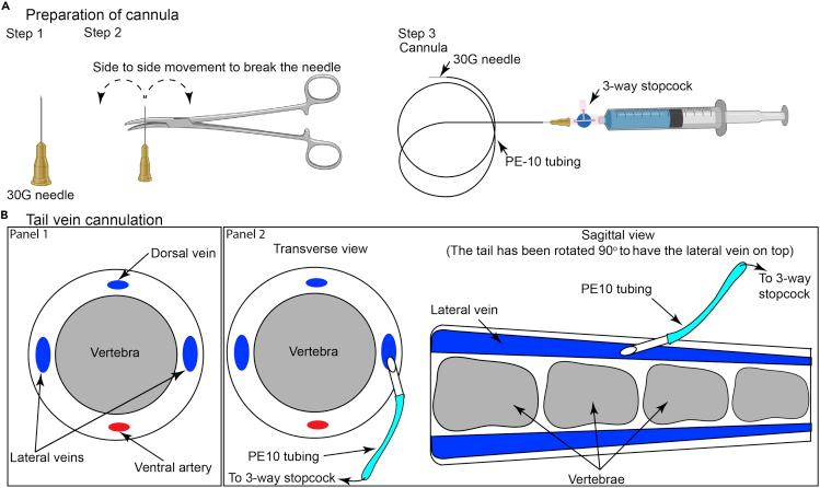 https://cdn.ncbi.nlm.nih.gov/pmc/blobs/d45e/8379651/33e95aa4867a/gr4.jpg