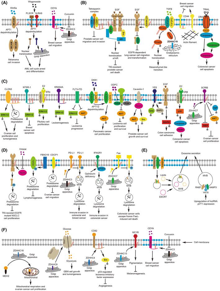 https://cdn.ncbi.nlm.nih.gov/pmc/blobs/d45e/9812842/0562b7e02e9f/MOL2-17-3-g003.jpg