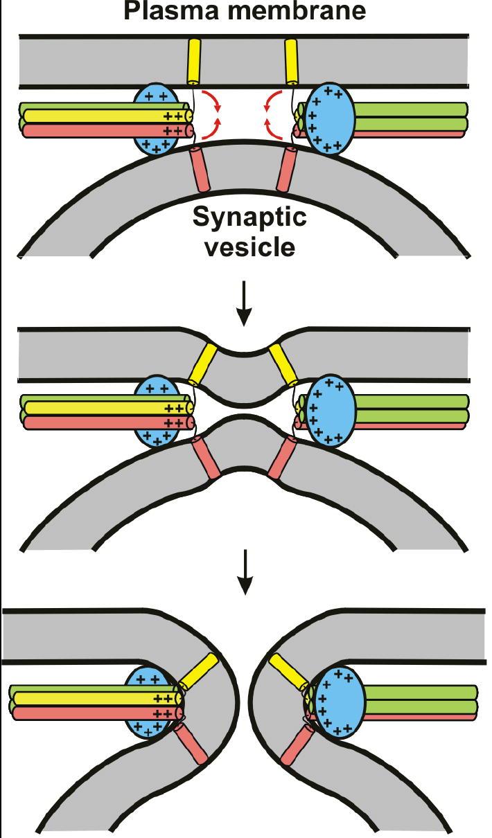 https://cdn.ncbi.nlm.nih.gov/pmc/blobs/d45f/2587052/fd4f89ad1536/nihms71770f7.jpg