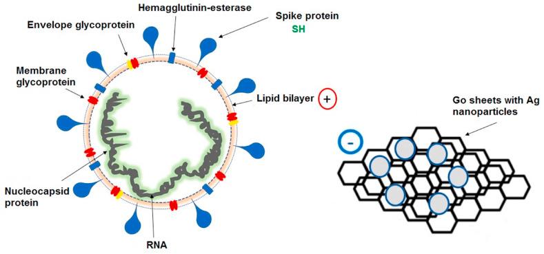 https://cdn.ncbi.nlm.nih.gov/pmc/blobs/d460/8190278/d37cdc43c8dd/gr9_lrg.jpg
