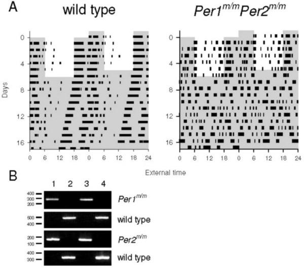 https://cdn.ncbi.nlm.nih.gov/pmc/blobs/d461/2277380/ea477a6f1943/1740-3391-6-5-1.jpg