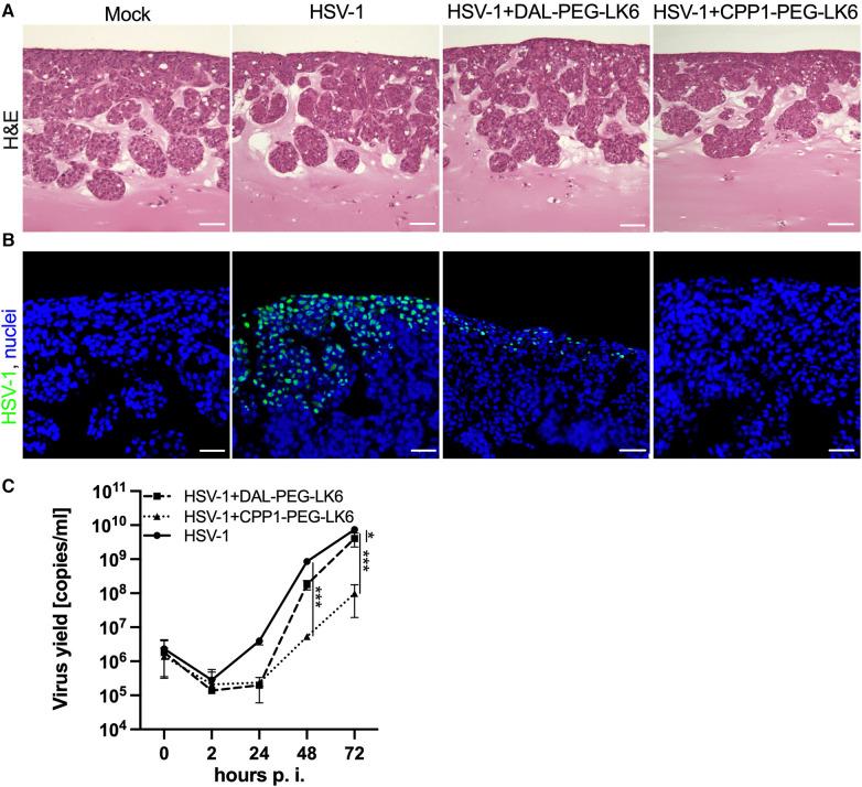 https://cdn.ncbi.nlm.nih.gov/pmc/blobs/d462/11215077/ea281503c9f2/froh-05-1430077-g005.jpg