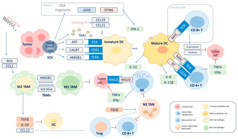 https://cdn.ncbi.nlm.nih.gov/pmc/blobs/d462/11352652/2d3323c21867/cancers-16-02804-g003.jpg