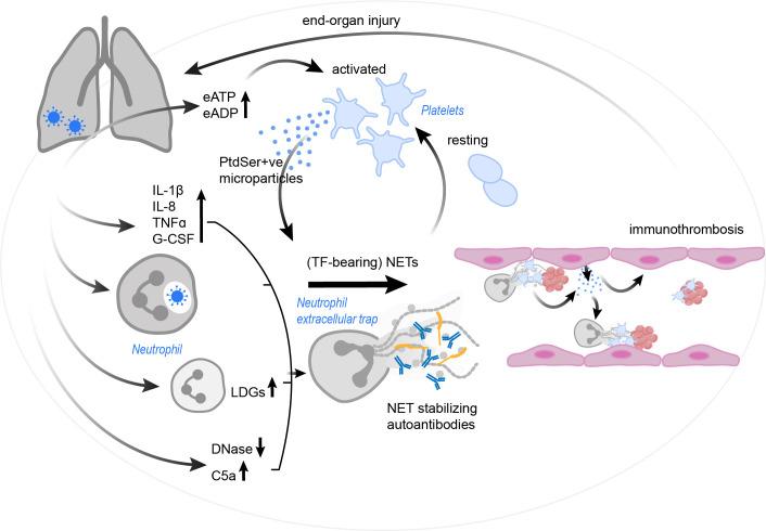 https://cdn.ncbi.nlm.nih.gov/pmc/blobs/d463/9376363/ba568104165f/fimmu-13-953129-g004.jpg
