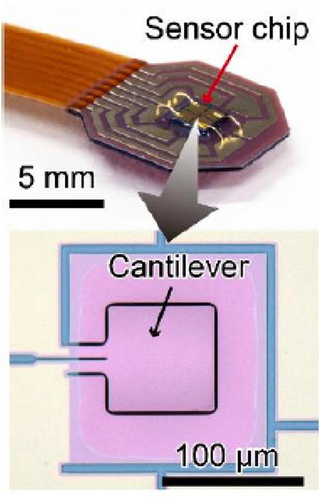 https://cdn.ncbi.nlm.nih.gov/pmc/blobs/d465/11166873/4fc421b62cc4/gr6.jpg
